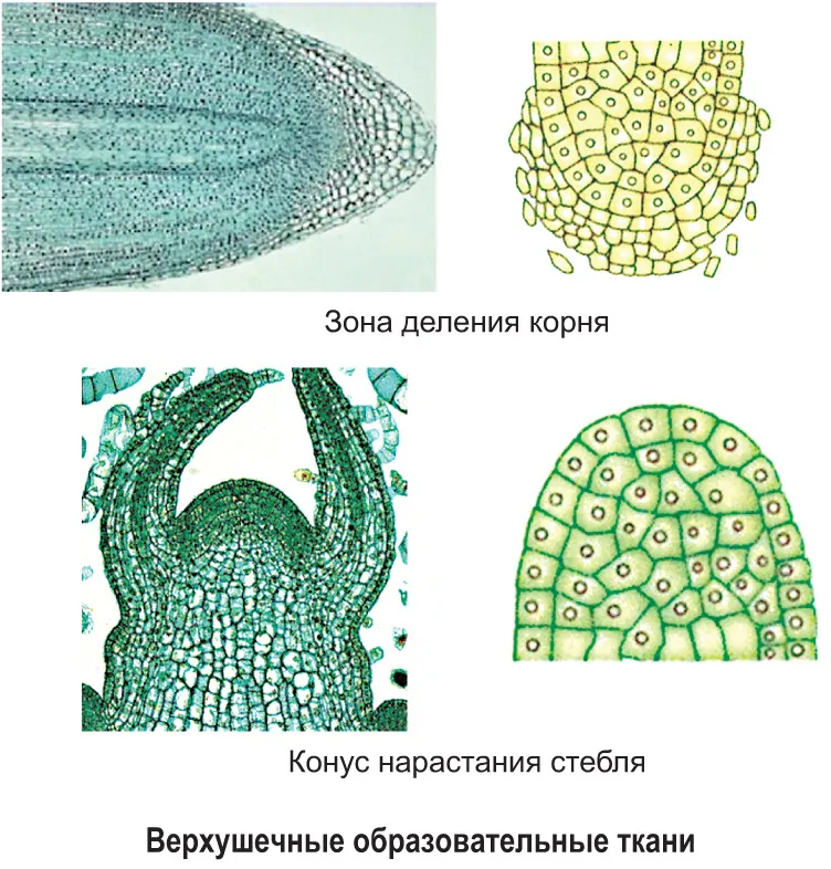 Строение тканей растений рисунок