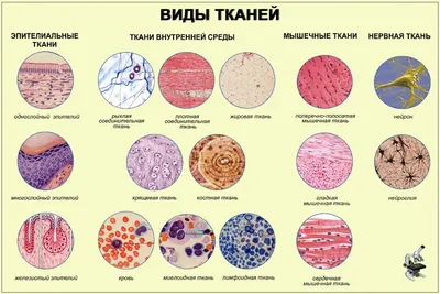 Типы тканей животных: соединительная, мышечная, нервная и эпителиальная