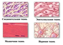 Решено)Задание 4 Параграф 5 ГДЗ Рабочая тетрадь Пономарева 5 класс по  биологии