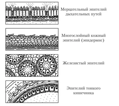 0—5. Характеристика строения и функций тканей позвоночных животных