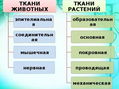 Конспект "Ткани, органы и системы органов" - УчительPRO