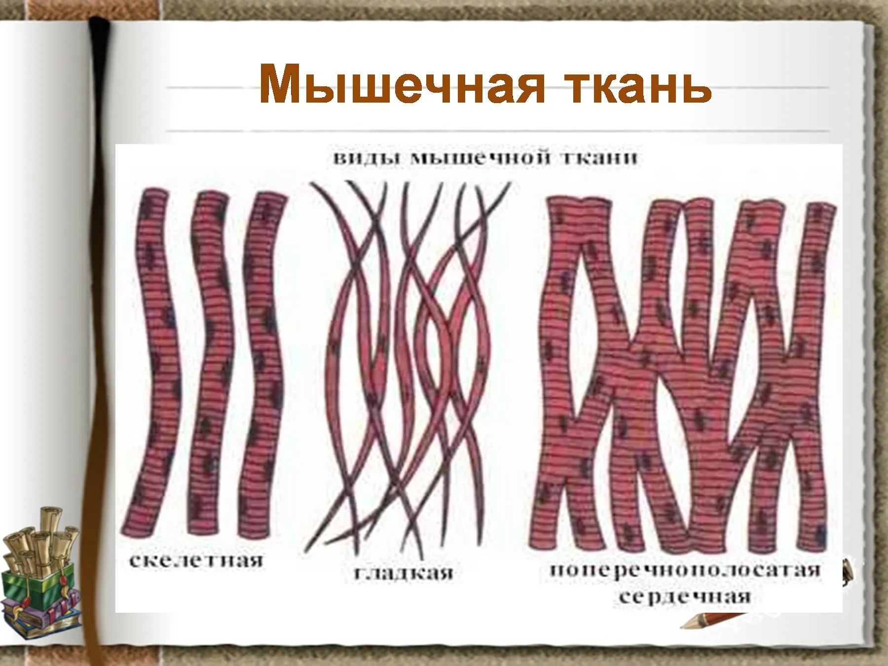 Клетки мышц животных. Мышечная ткань. Ткани животных. Изображение мышечной ткани. Клетки мышечной ткани животных.