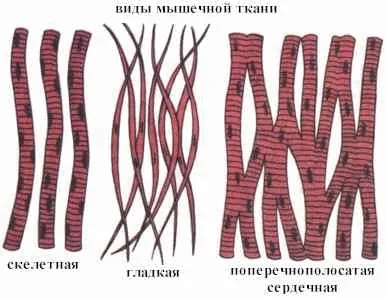 0—5. Характеристика строения и функций тканей позвоночных животных