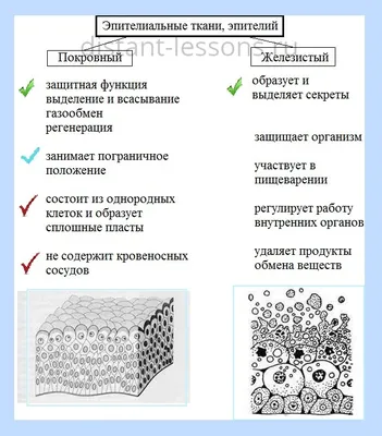 Рабочий лист по биологии «Ткани животных»