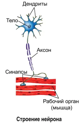 Ткани животных – наглядное пособие – Корпорация Российский учебник  (издательство Дрофа – Вентана)