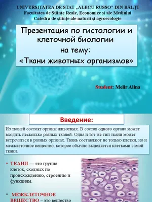 ткани животных.pptx | PDF