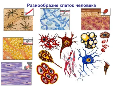 Ткани животных таблица с рисунками (49 фото) » рисунки для срисовки на  Газ-квас.ком