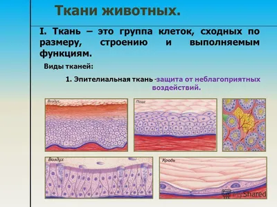 Ткани животные | это... Что такое Ткани животные?