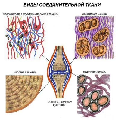 0—5. Характеристика строения и функций тканей позвоночных животных