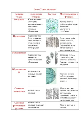 Ткани животных - online presentation