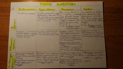 Написать таблицу "Ткани животных"1-Название ткани2-Строение ткани 3-Где  расположена ткань4-Значение - Школьные Знания.com