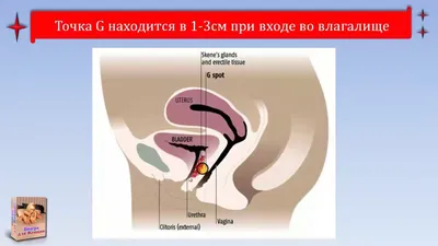 Точка G. Где находится и как её найти. Практика и стимуляция. Элен Кларк -  «Где находится точка G? Наконец–то я нашла💥 Книга расскажет как  действовать одной или с партнёром. Неплохое пособие по