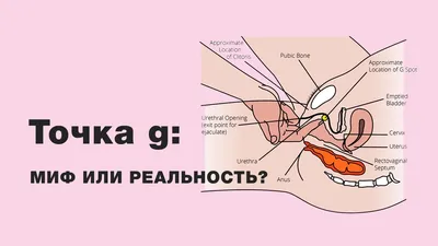 Увеличение точки G: отзывы и мнения специалистов