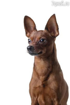 Той терьер | Miniature pinscher dog, Baby animals super cute, Cute dogs