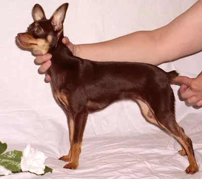 Английский той-терьер (English toy terrier) (Породы собак) английский той  терьер фото, английский той терьер купить, порода английский терьер,  английские породы собак, той терьер фото, той терьер описание Энциклопедия  о животных 