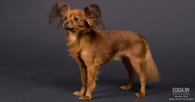 What will happen if Russian Toy Terrier pick up snacks. - YouTube