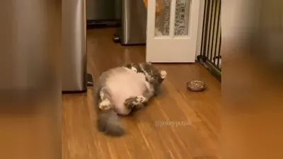 Не стало самого толстого кота Беларуси