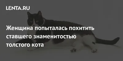 Женщина попыталась похитить ставшего знаменитостью толстого кота: Звери: Из  жизни: 