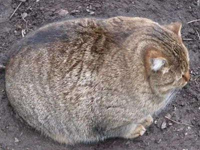 Канадский фотограф встал на защиту чести толстых котов - 