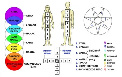 Тонкие тела человека. Функции. | самопросветление | Дзен