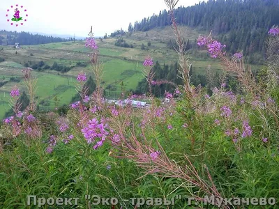 Цветение Иван-чая — Государственный музей Л.Н. Толстого