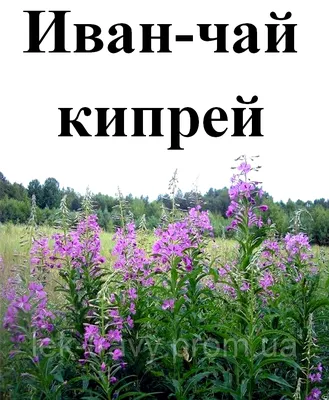 Иван-чай /кипрей/ трава 50г (Иван Чай) купить в Ижевске онлайн в  интернет-аптеке Стандарт 4640102090811