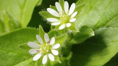 Лечебные свойства травы мокрицы, от чего помогает, как употреблять