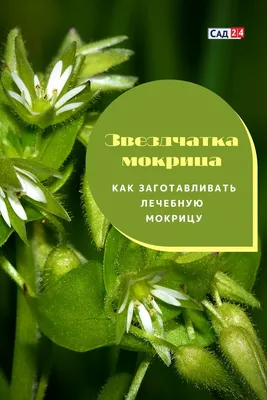 ᐉ Лекарственное сырье Звездчатка средняя/мокрица трава сушеная 1 кг  (1813344608)