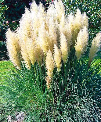 Купить Искусственная трава ecoGrass SD-35 мм искусственный газон PREMIUM,  цена 580 грн —  (ID#1266125275)