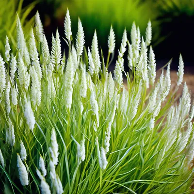 Хвощ - род травянистых растений» — создано в Шедевруме