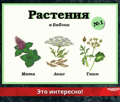 Травянистые растения (окружающий мир, 1 класс): виды, основные признаки и  особенности трав