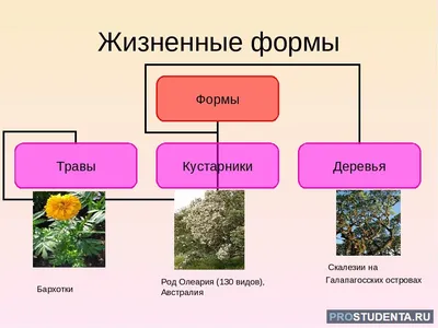 0—2. Характеристика строения и функций тканей растений: Покровные ткани