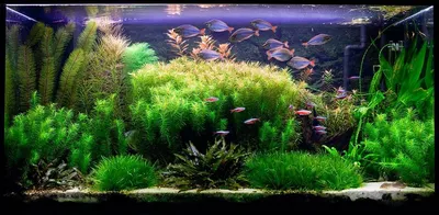Травник - аквариум для растений | В мире рыбок | Дзен