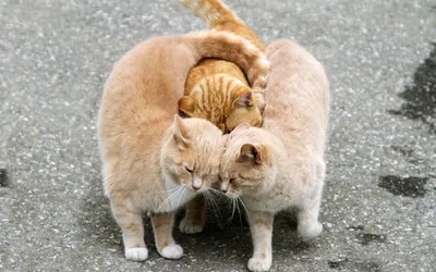 Обои на рабочий стол Три рыжих кота-друга обнимаются на дороге, обои для  рабочего стола, скачать обои, обои бесплатно