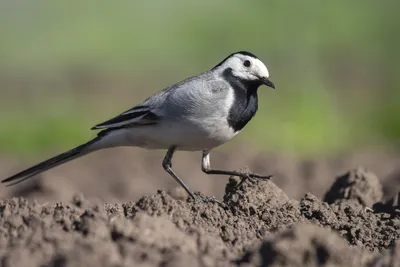 Белобровая трясогузка - eBird