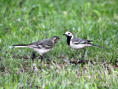 Белая трясогузка (Wildlife Penza Region - Birds) · iNaturalist