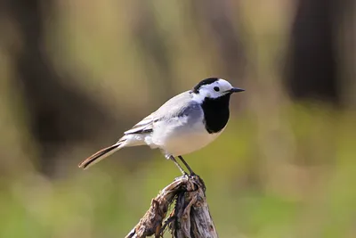 Белая трясогузка — Motacilla alba / Галерея / Птицы России