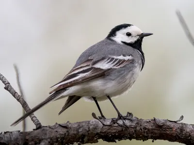 Белая трясогузка - eBird