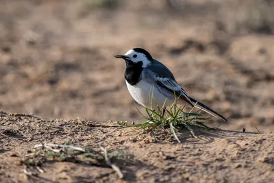 Белая трясогузка (Motacilla alba). | Александр Вартоха | Flickr