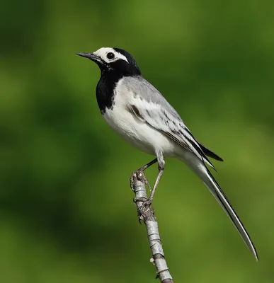 Белая трясогузка (Маскированная) - eBird