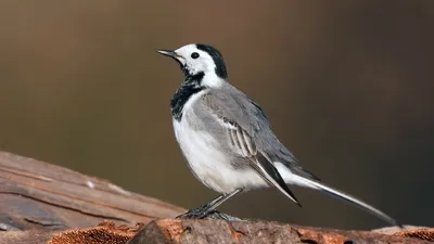 Фотокаталог птиц: Белая трясогузка (Motacilla alba)