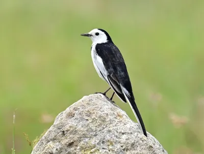 Белая трясогузка — Motacilla alba / Галерея / Птицы России