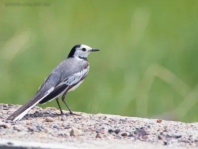 БЕЛАЯ ТРЯСОГУЗКА Motacilla alba - Природный парк Олений