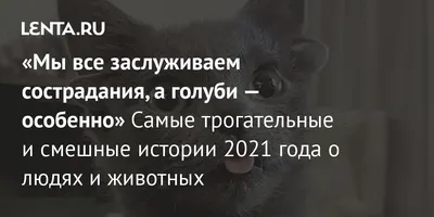 Всё как у людей: трогательные фото влюблённых животных | Четыре лапы | Дзен