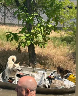 Подрыв Каховской ГЭС - украинцы спасают домашних животных - трогательные  фото и видео - Апостроф