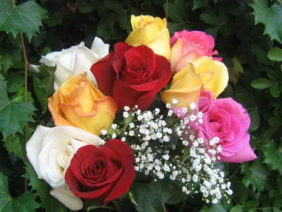 Розовые розы скачать фото обои для рабочего стола (картинка 4 из 4)