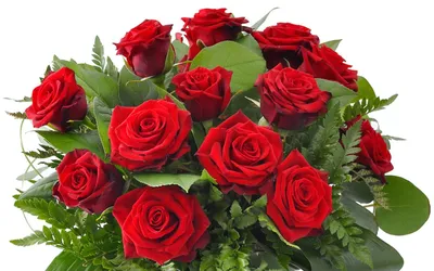 Фото Розы красная Цветы Бутон Белый фон 600x800