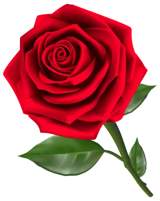 Rose PNG transparent image download, size: 1026x1943px