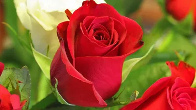 Скачать обои розы, три, розовый, цветы, фото, раздел цветы в разрешении  3000x1950 | Розы, Цветы, Цветок
