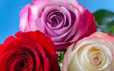 Скачать обои цветы, бутоны, розы, букет, flowers разрешение 1920x1200  #138856